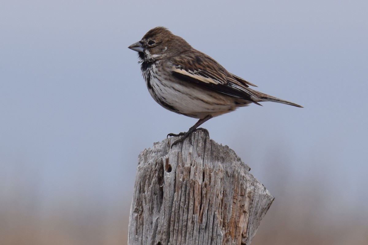 Lark Bunting - ML641053114