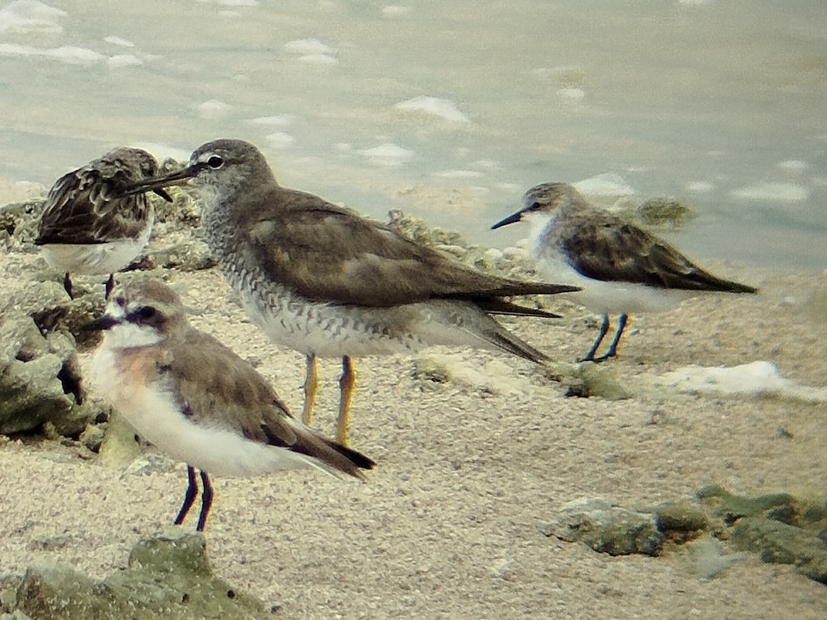 Gray-tailed Tattler - ML641053141