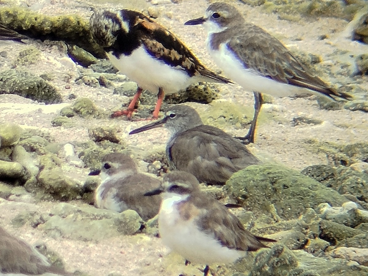 Gray-tailed Tattler - ML641053142