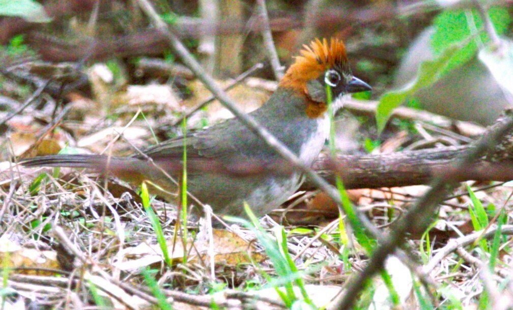 Rusty-crowned Ground-Sparrow - ML641053144