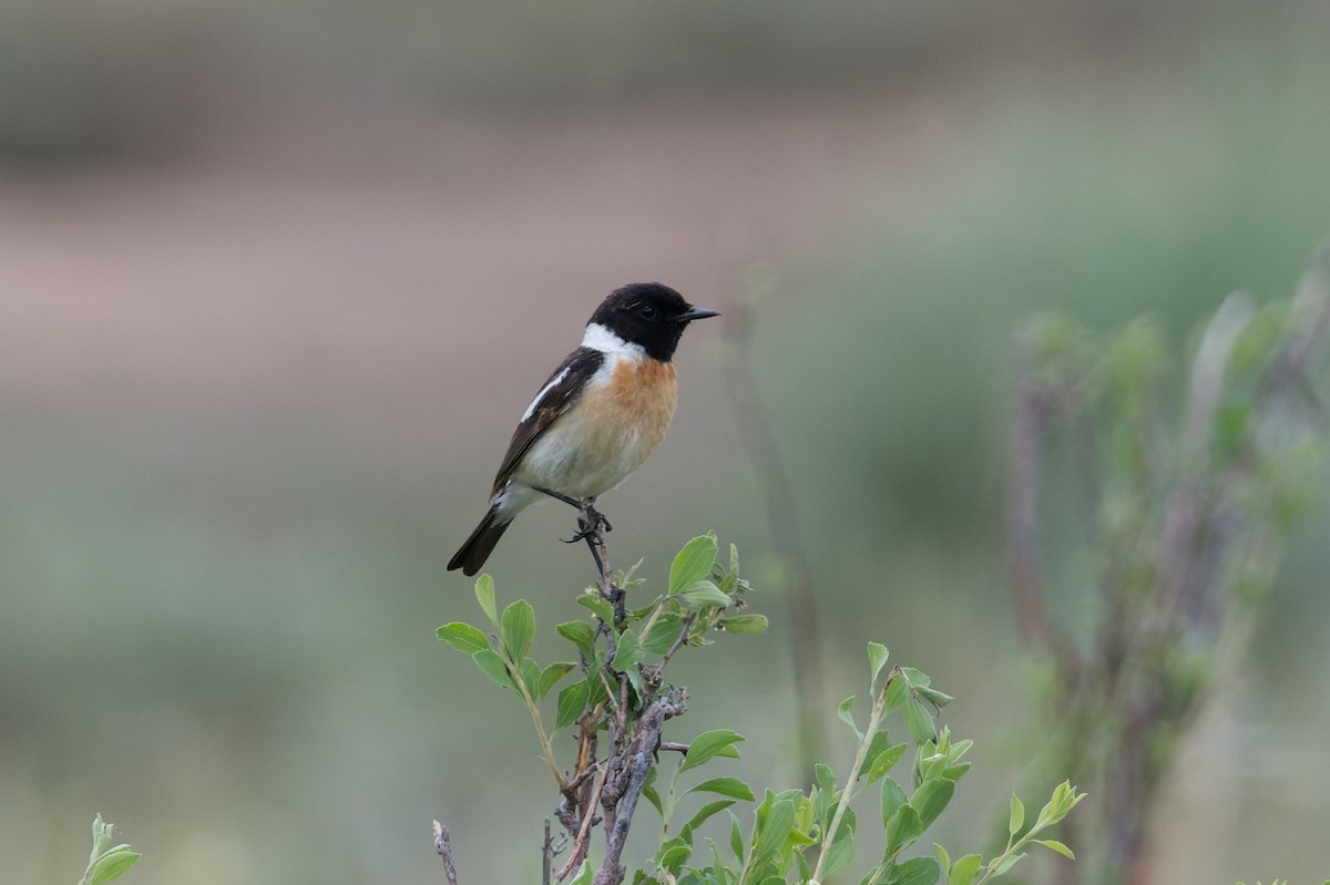 Siberian Stonechat - ML641053145