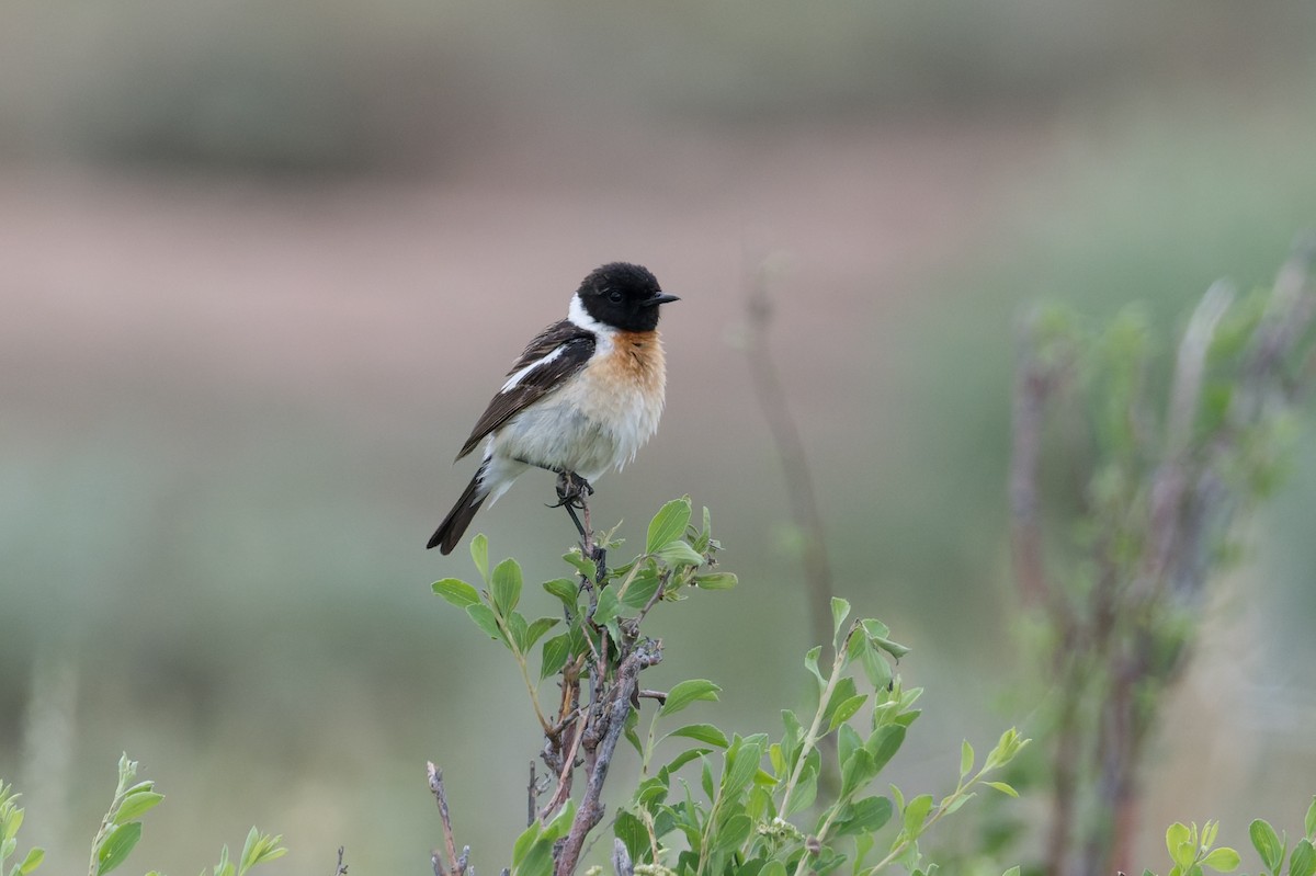Siberian Stonechat - ML641053146