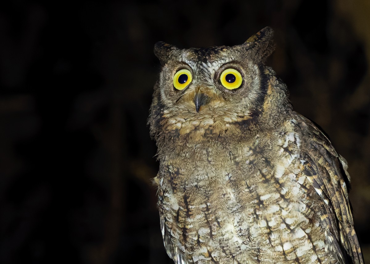 Rinjani Scops-Owl - ML641053164