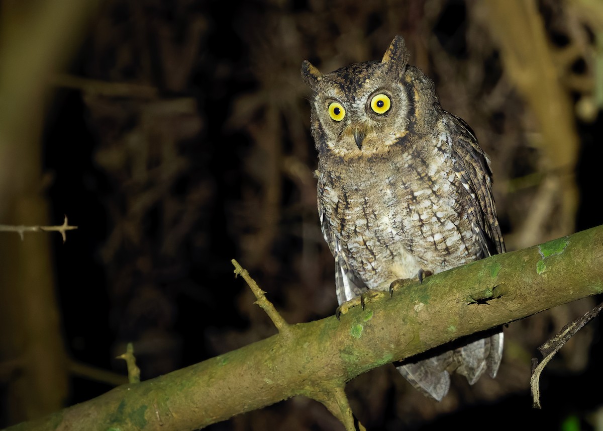 Rinjani Scops-Owl - ML641053165