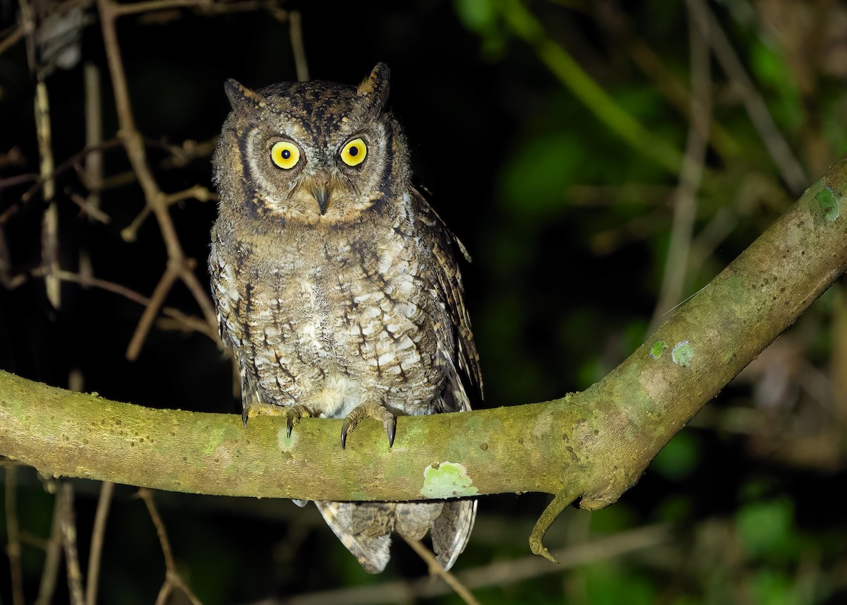 Rinjani Scops-Owl - ML641053166