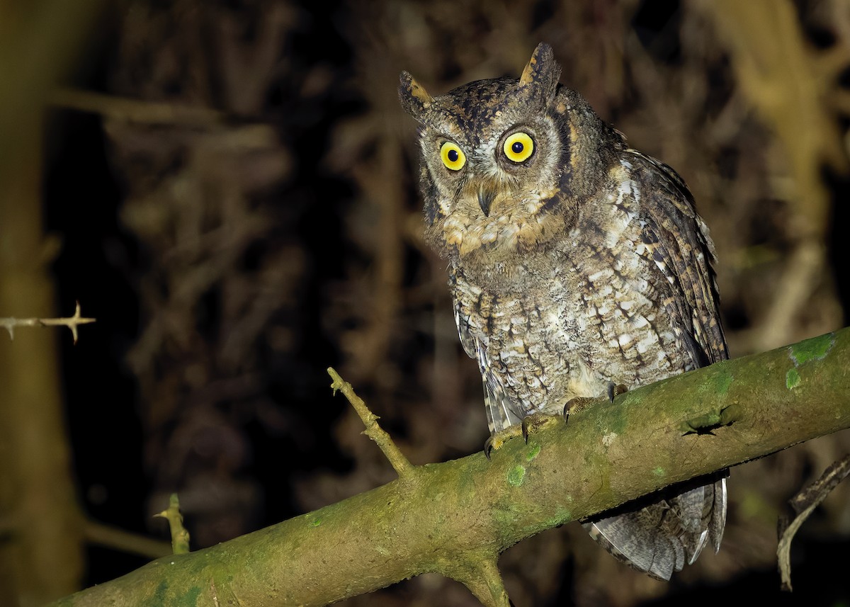 Rinjani Scops-Owl - ML641053167