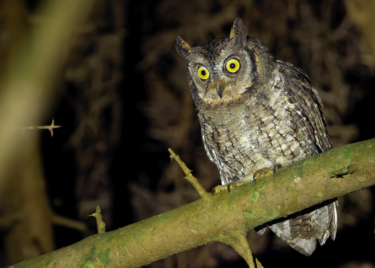 Rinjani Scops-Owl - ML641053168