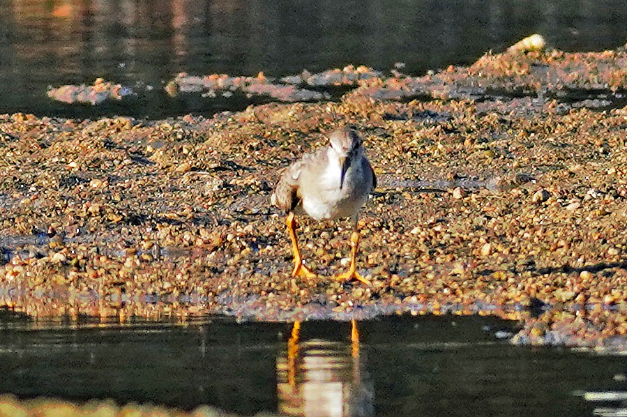 Terek Sandpiper - ML641053177