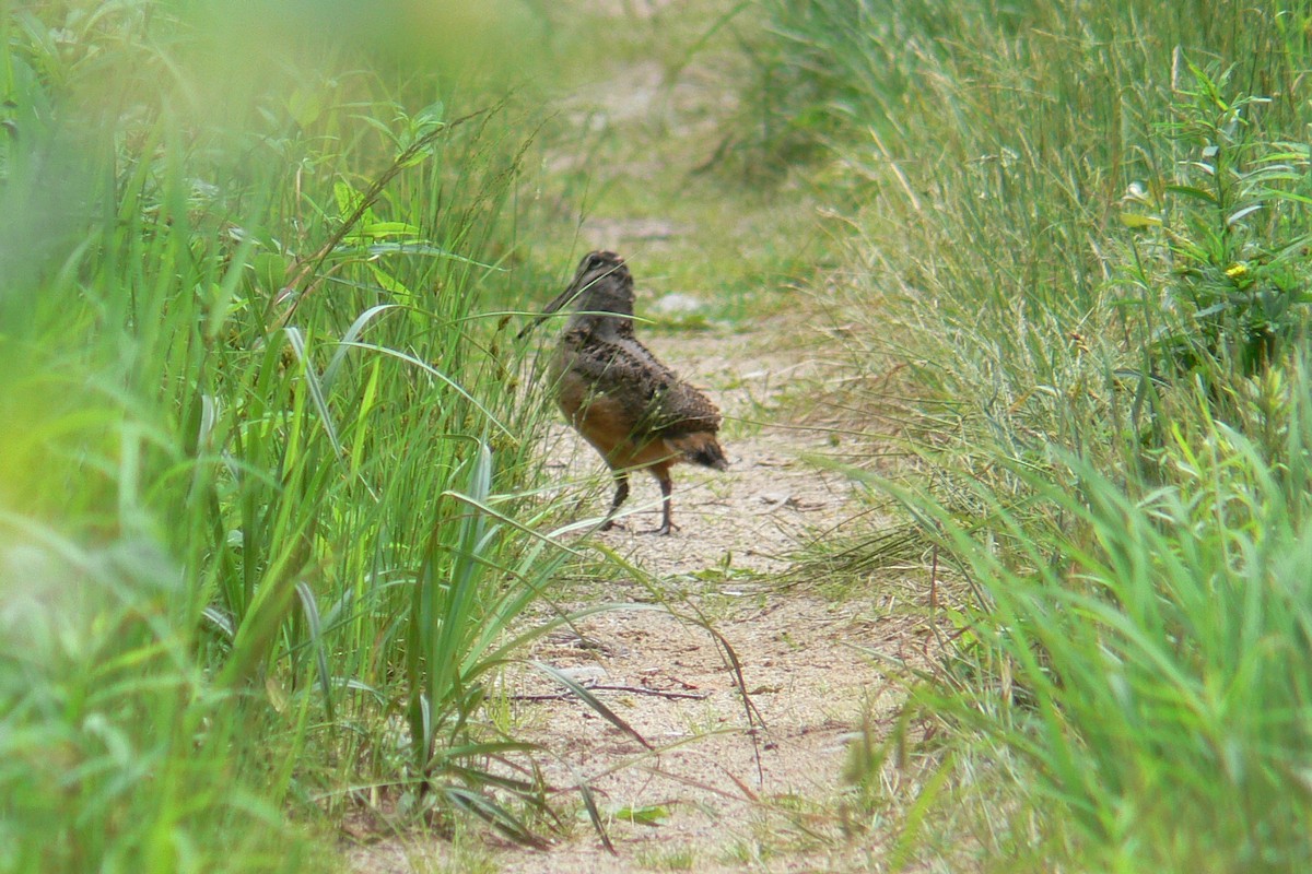 American Woodcock - ML641053201