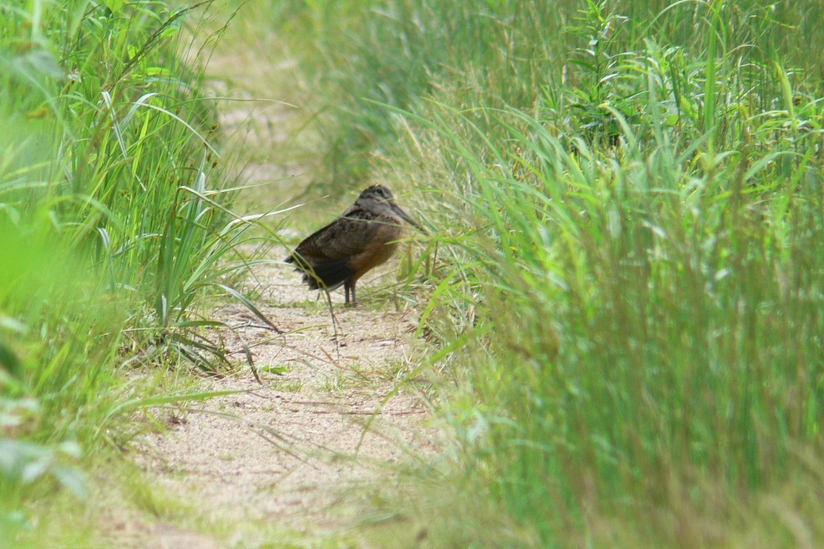 American Woodcock - ML641053202