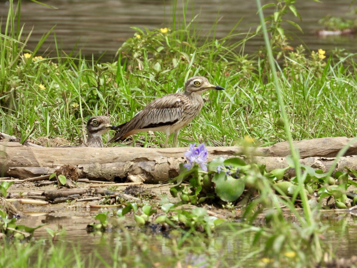 Senegal Thick-knee - ML641053205