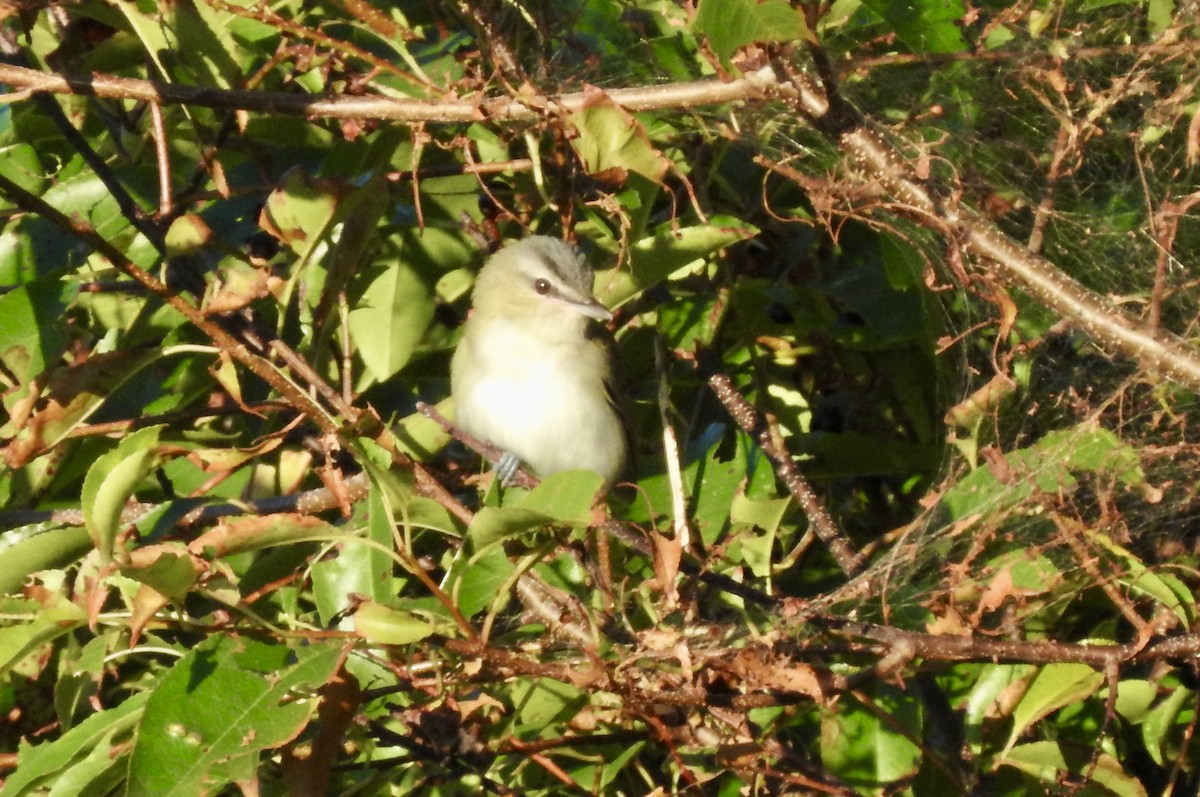 rødøyevireo - ML641053208