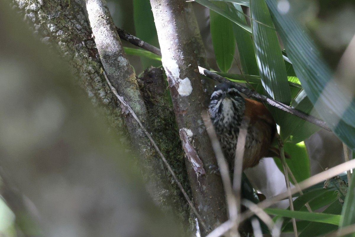 Inca Wren - ML641053223