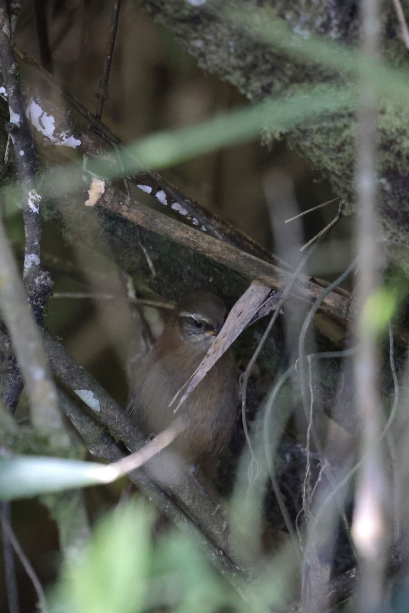 Inca Wren - ML641053224