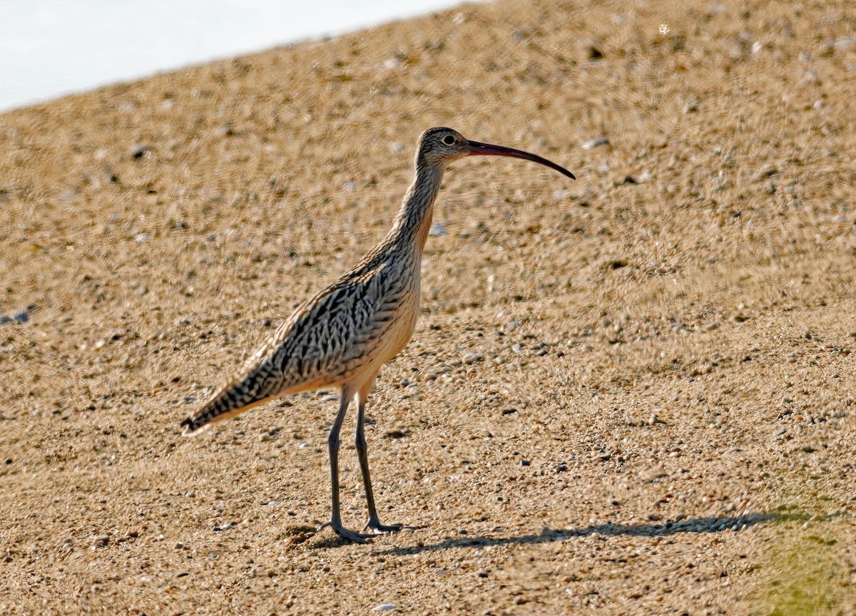 ホウロクシギ - ML641053252