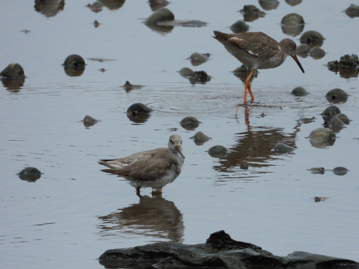 Terek Sandpiper - ML641053253