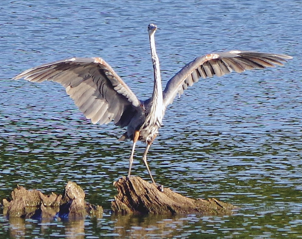 Great Blue Heron - ML641053287