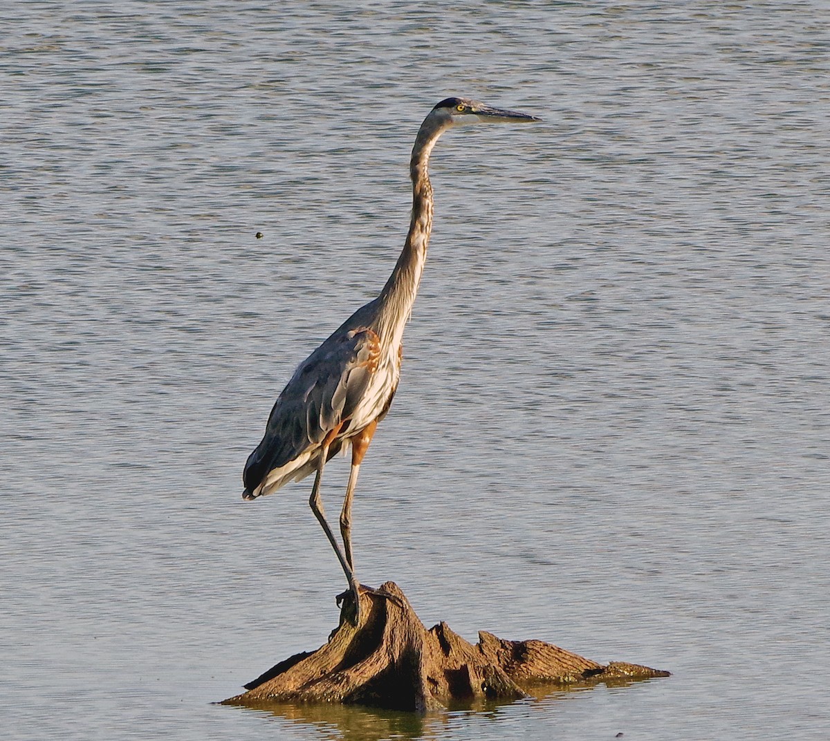 Great Blue Heron - ML641053288
