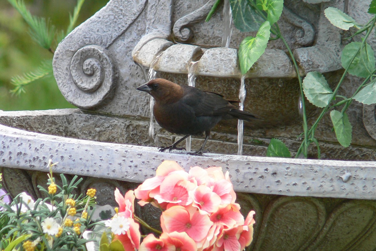 Brown-headed Cowbird - ML641053317