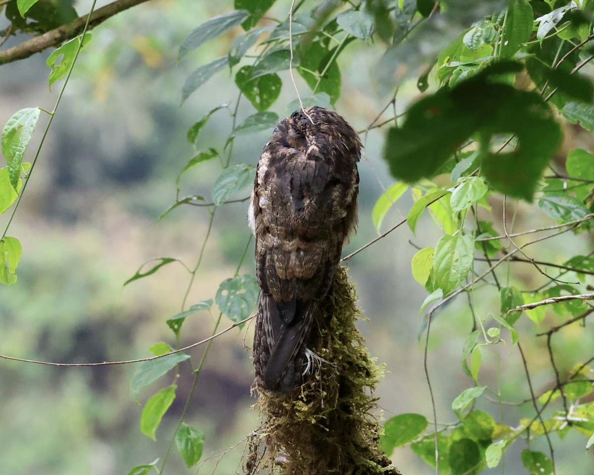 Common Potoo - ML641053320