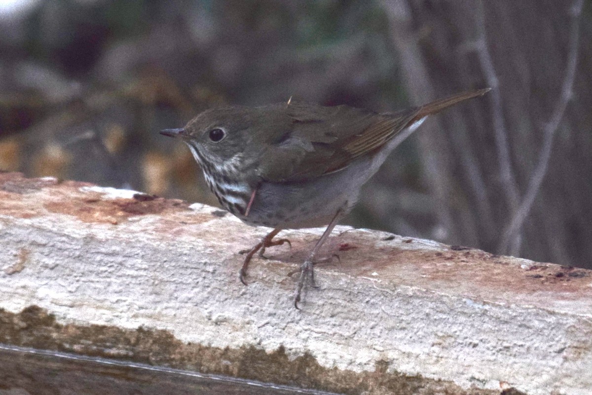 Hermit Thrush - ML641053337
