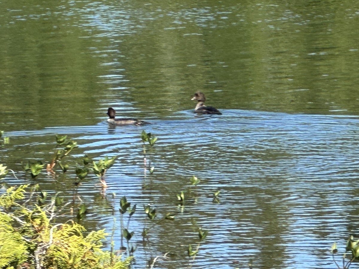 Barrow's Goldeneye - ML641053390