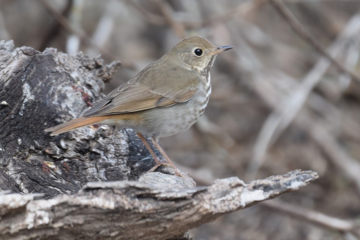 Hermit Thrush - ML641053414