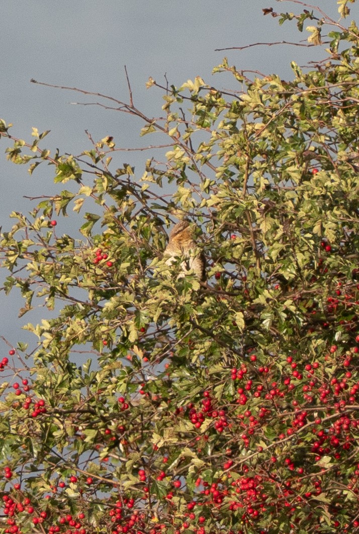Eurasian Wryneck - ML641053421