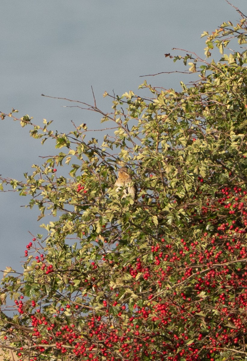 Eurasian Wryneck - ML641053422