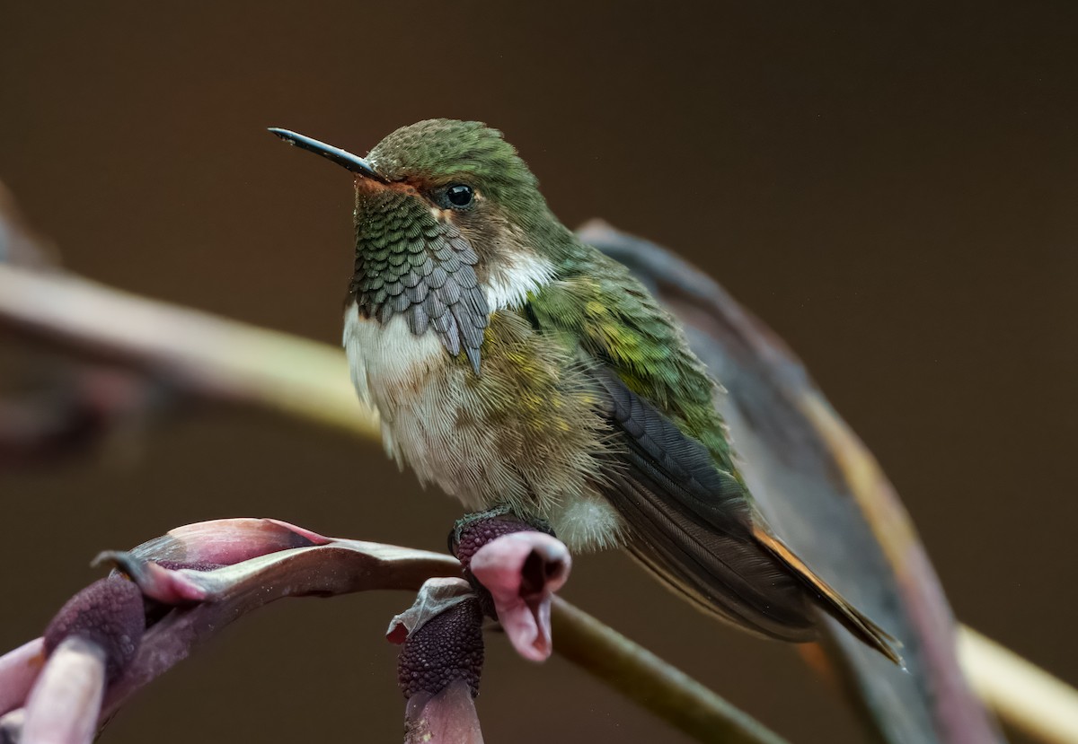 Volcano Hummingbird - ML641053429