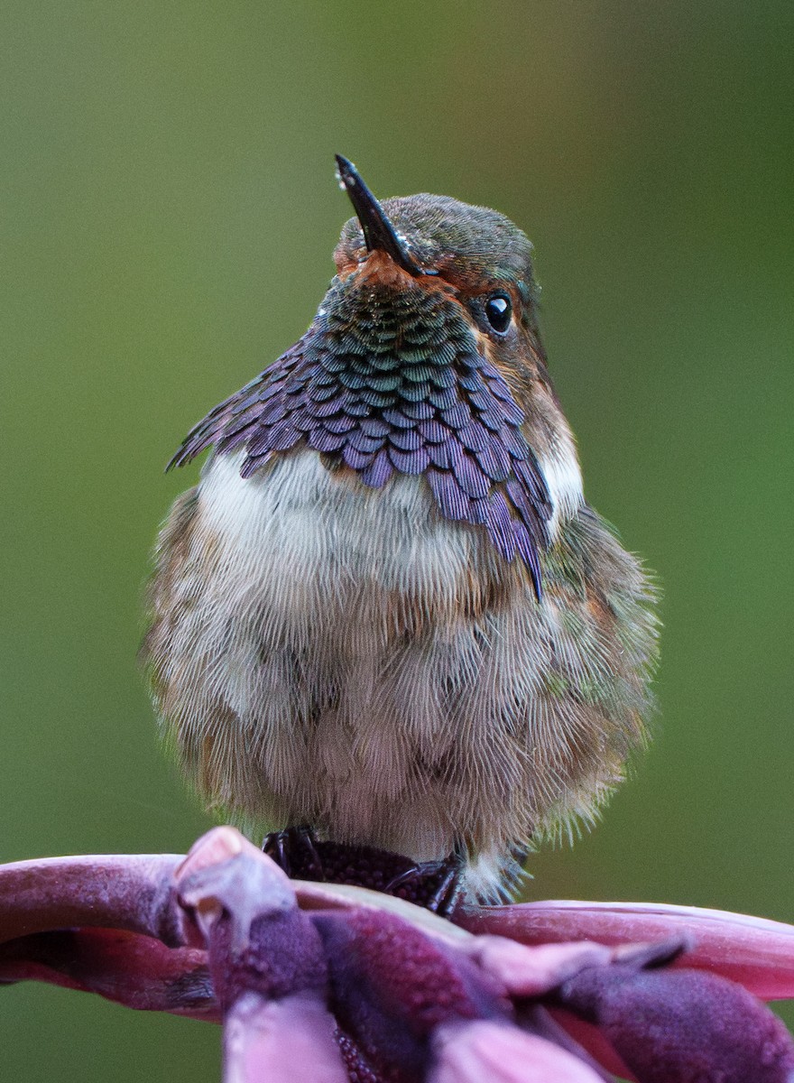 Volcano Hummingbird - ML641053431