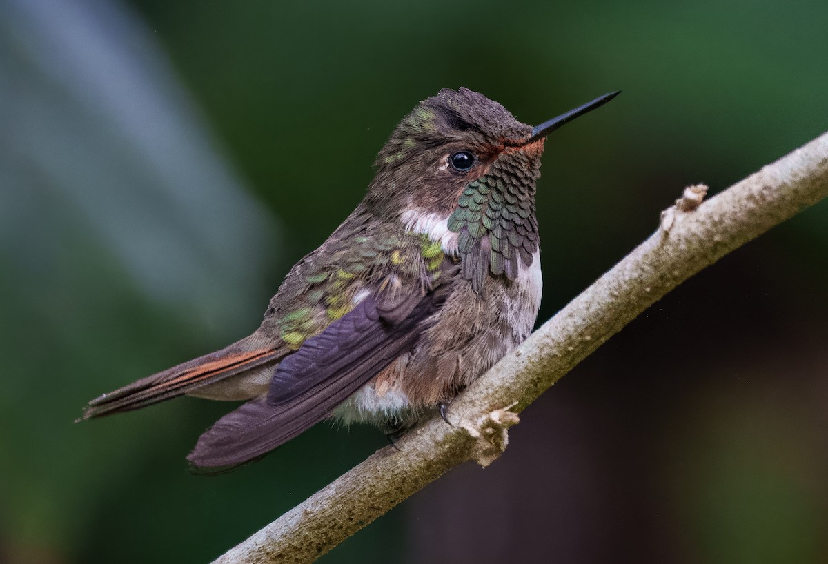 Volcano Hummingbird - ML641053436