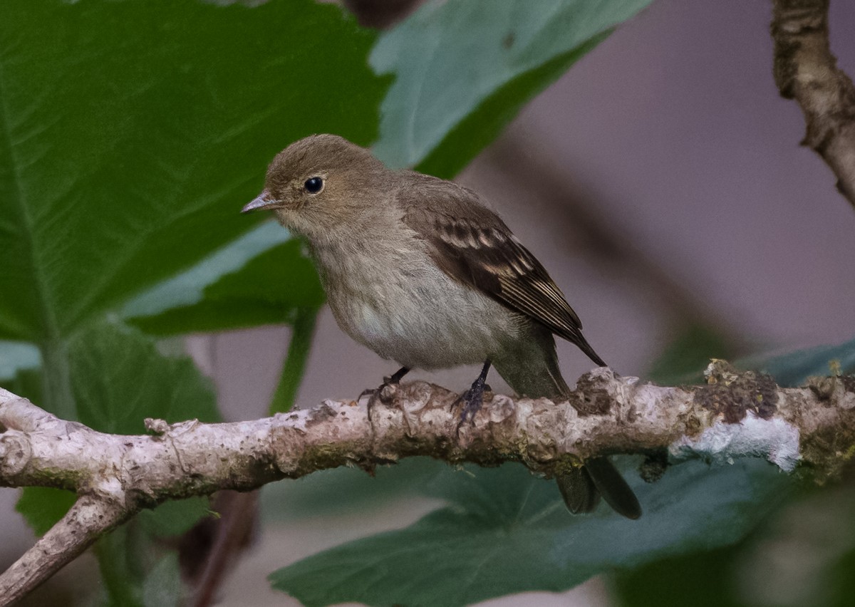 Mountain Elaenia - ML641053452
