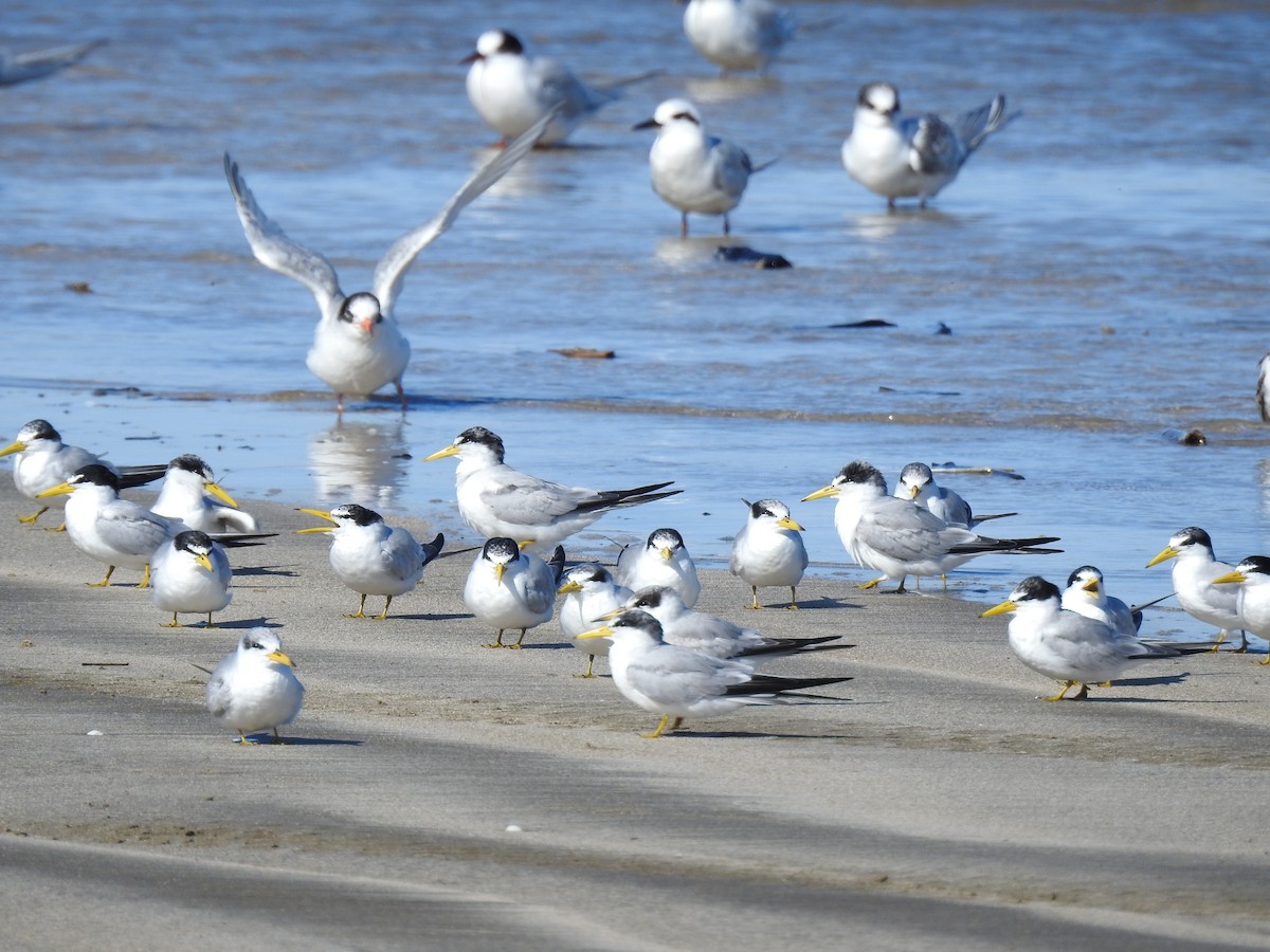 Yellow-billed Tern - ML641053453