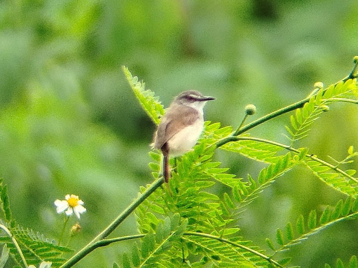 Rufescent Prinia - ML641053454