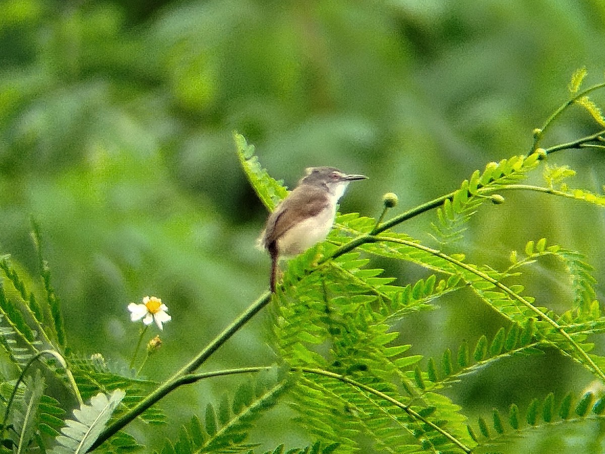 Rufescent Prinia - ML641053455