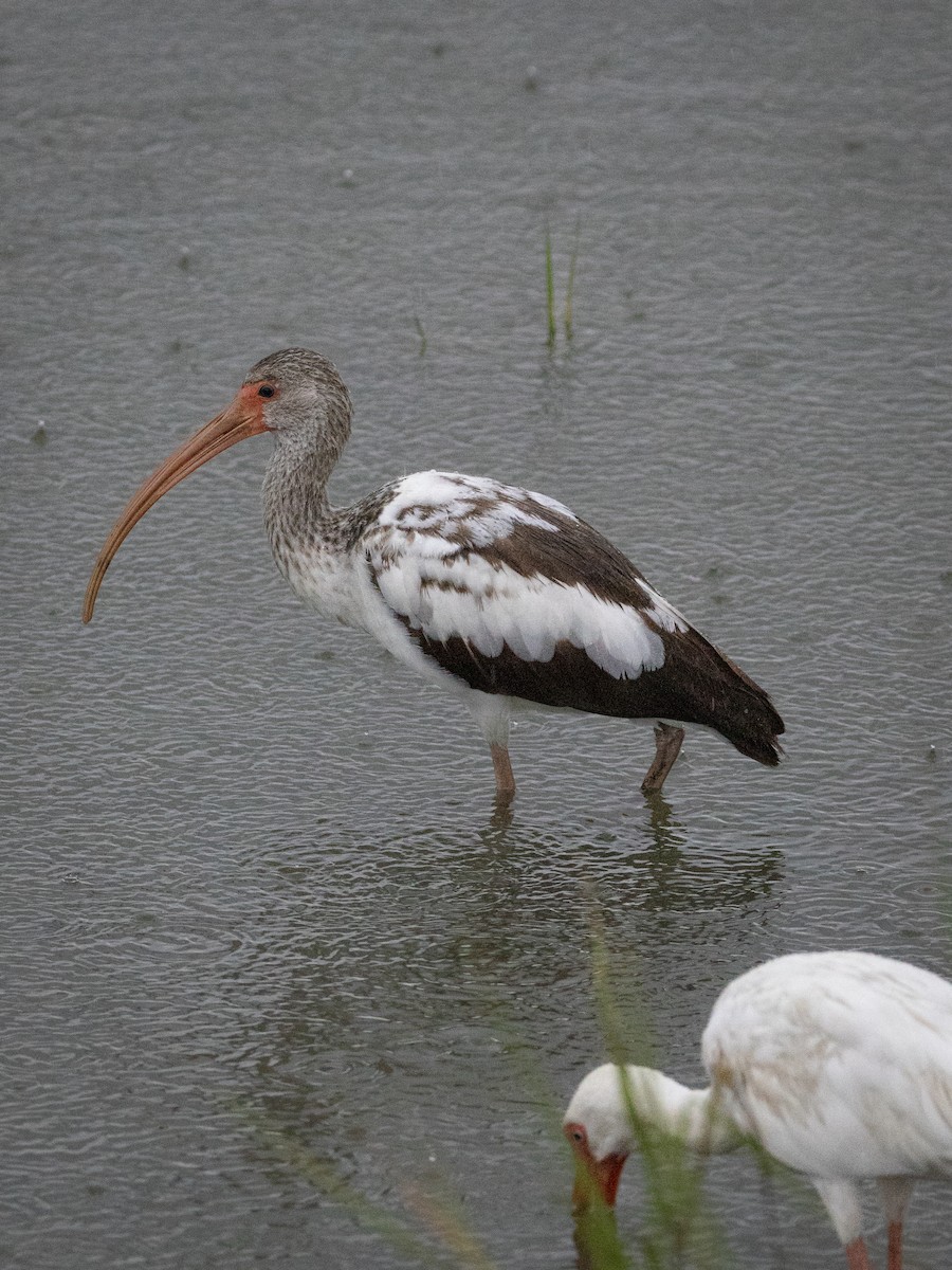 White Ibis - ML641053463