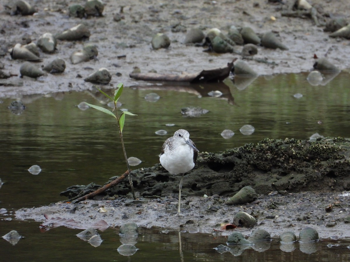 Common Greenshank - ML641053466