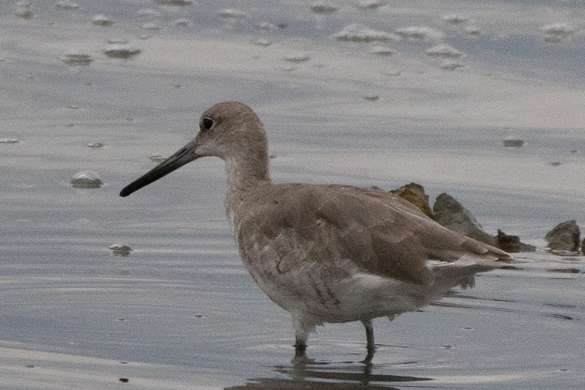 Willet - ML641053467