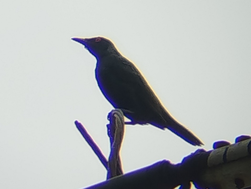 Asian Glossy Starling - ML641053469
