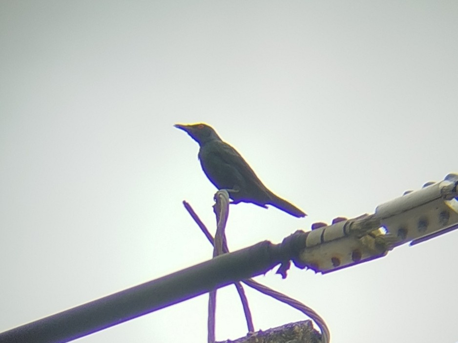 Asian Glossy Starling - ML641053470