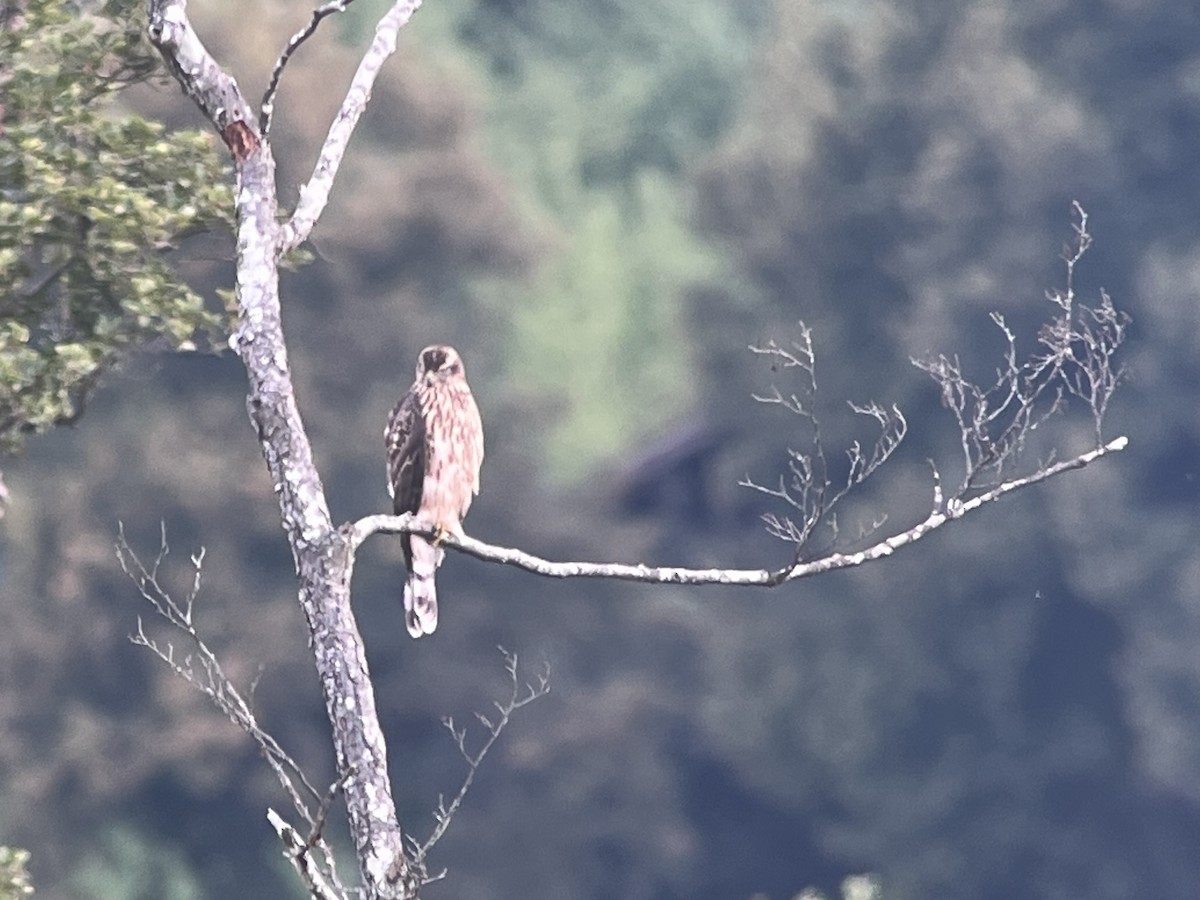 Eurasian Goshawk - ML641053473