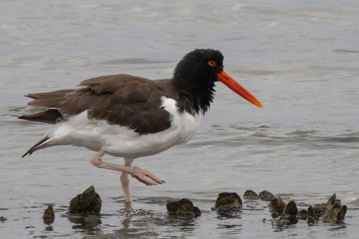 American Oystercatcher - ML641053474