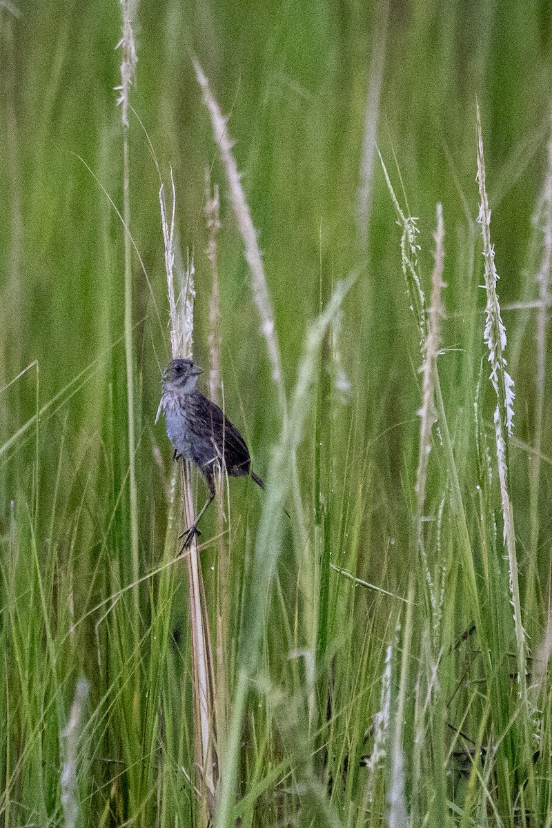 Seaside Sparrow - ML641053483