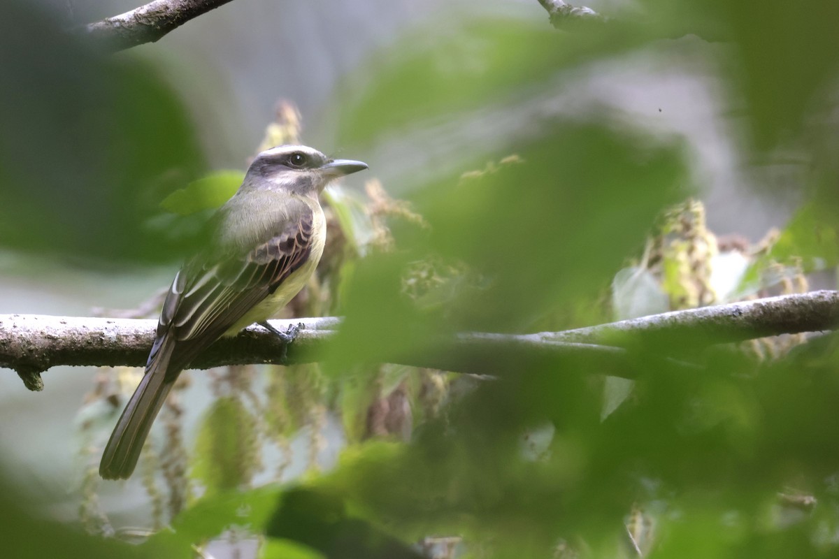Golden-crowned Flycatcher - ML641053501