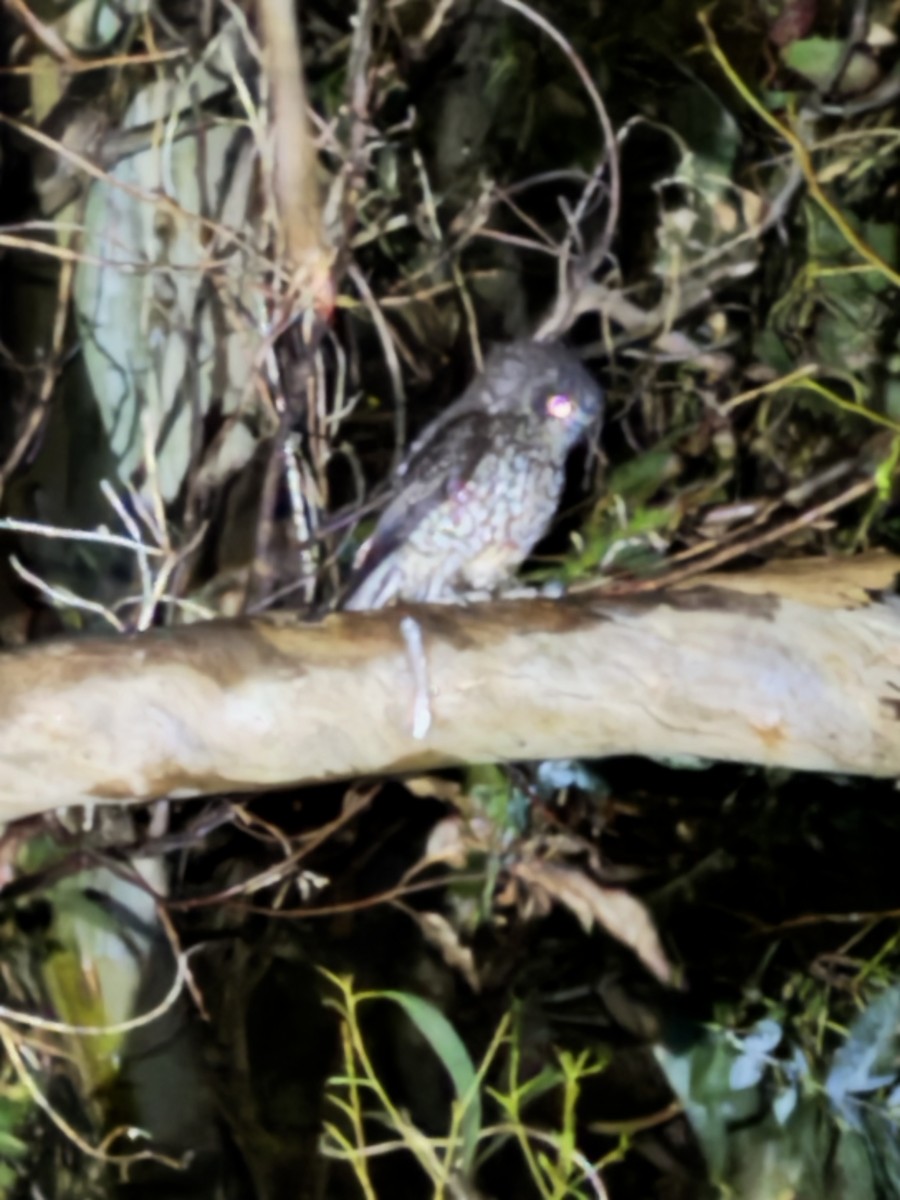 Tasmanian Boobook - ML641053510