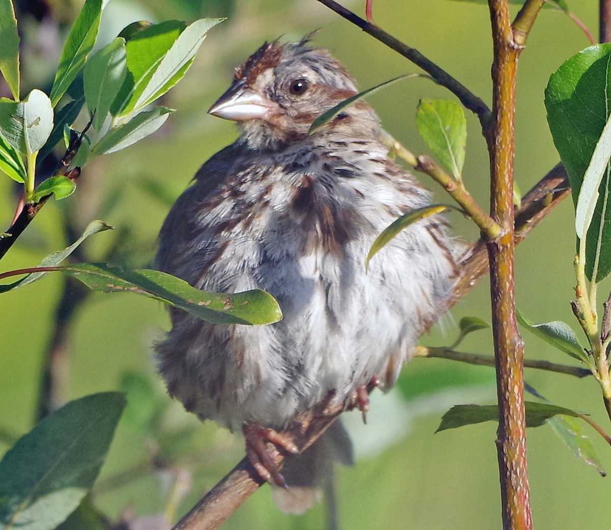 Song Sparrow - ML641053544