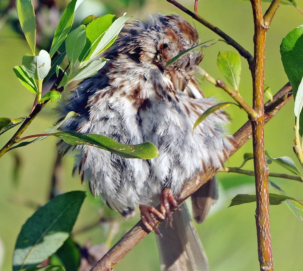 Song Sparrow - ML641053546