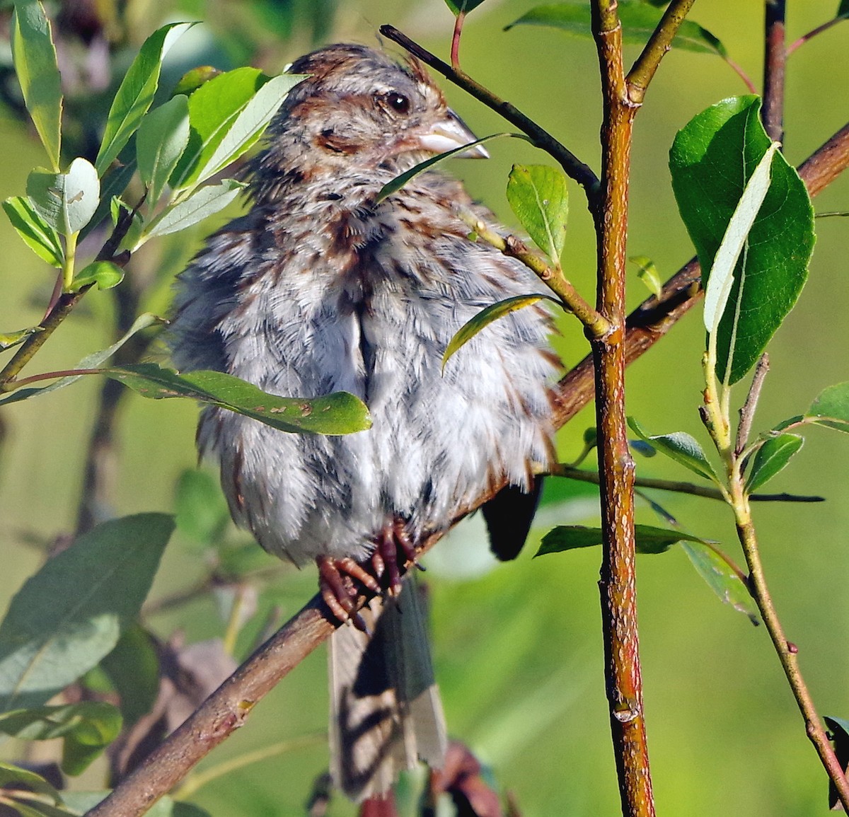Song Sparrow - ML641053547