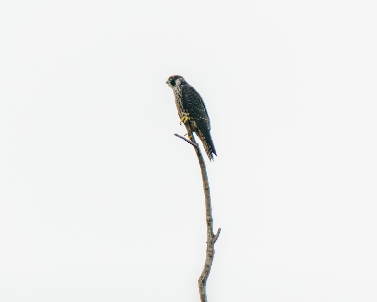 Peregrine Falcon - ML641053558